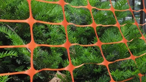 Thick young needles of a pine tree wrapped in orange construction netting pl Stock Footage 242343117