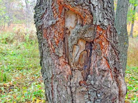 Thickened tree bark Stock Photos