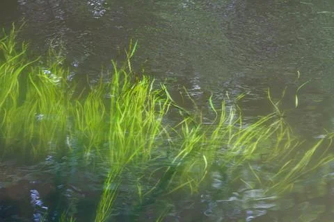 A thicket of aquatic plants meanders in the river Stock Photos