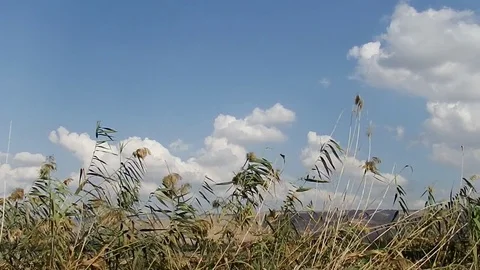 A thicket of bushes in the valley of Hula.   In the background a mountain massif Stock Footage 84565569