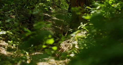 Thicket of Deep Forest on a Sunny Summer Day. Stock Footage 157115522