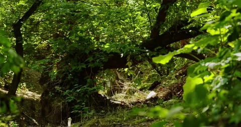 Thicket of Deep Forest on a Sunny Summer Day. Stock Footage 157115780