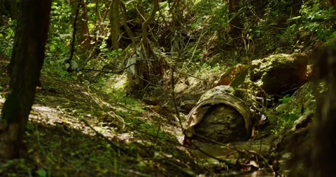 Thicket of Deep Forest on a Sunny Summer Day. Stock Footage 157115788