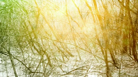 Thicket Stock Footage 574260