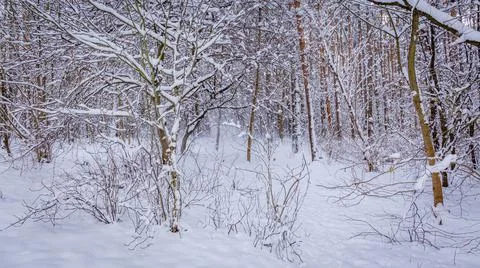 Thicket of the forest completely covered with snow Stock Photos