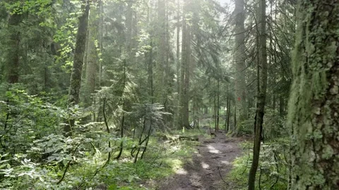 Thicket of forest with dense thickets of young trees. Green foliage in the Video stock 161740755