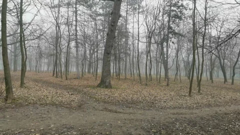 Thicket of the forest landscape and tree trunks in foggy Stock Footage 122442032