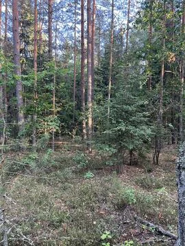 The thicket of the forest Stock Photos