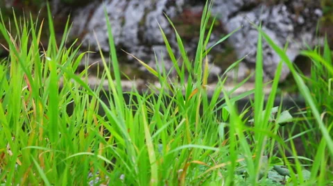 In a thicket of grass Stock Footage 48816271