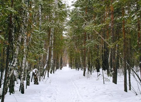 Thicket of mixed winter forest under snow Stock Photos