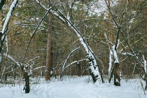 Thicket of mixed winter forest under snow Stock Photos