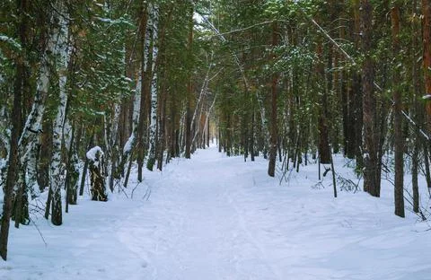 Thicket of mixed winter forest under snow Stock-Fotos