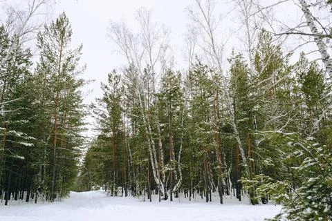 Thicket of mixed winter forest under snow Foto stock