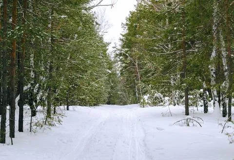 Thicket of mixed winter forest under snow Stock-Fotos