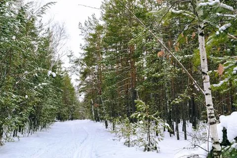 Thicket of mixed winter forest under snow Stock Photos