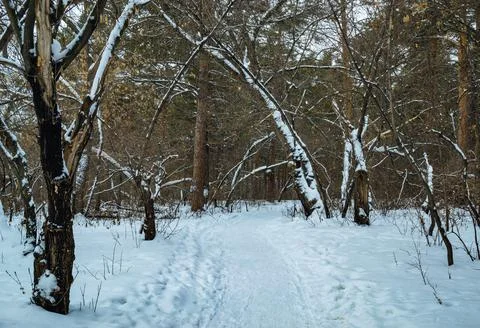 Thicket of mixed winter forest under snow Foto stock