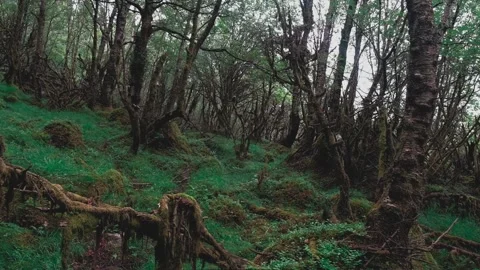 A thicket of the Norwegian Forest with branches covered with moss. Mystic forest Stock Footage 197338177