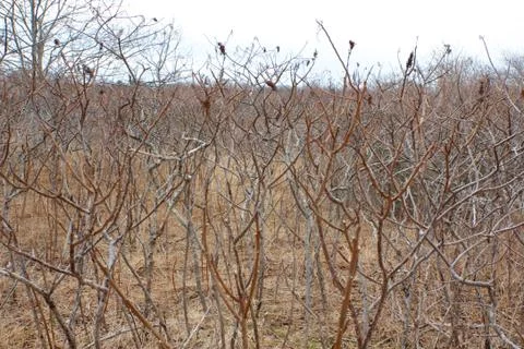 Thicket Stock Photos