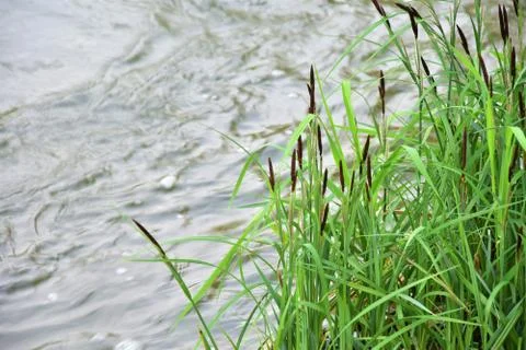 Thicket of reeds Stock Photos