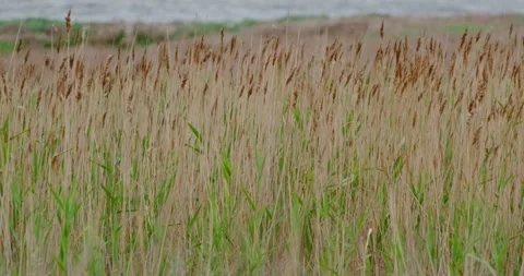 A thicket of reeds swaying in the wind Stock Footage 133720822