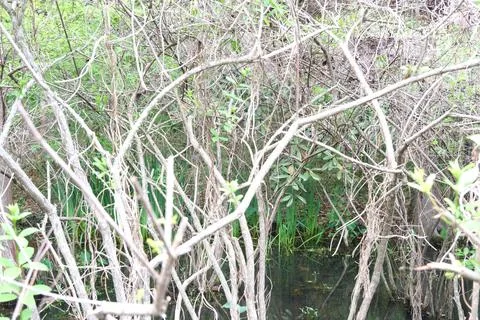 Thicket of shrubs arching over shallow marsh water Stock Photos