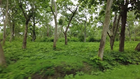 Thicket of slender pale trunks over deep green broad leaf ground cover Stock Footage 346334922