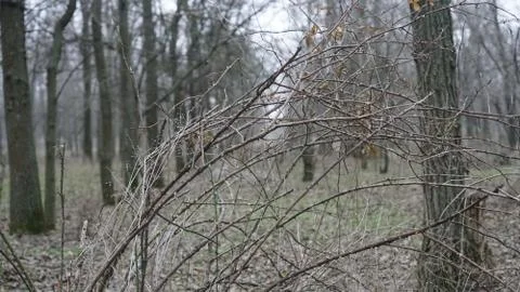 Thicket through the branches Stock Photos