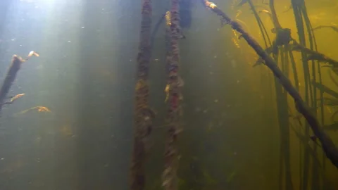 The thicket under the water Stock-Footage 137219117
