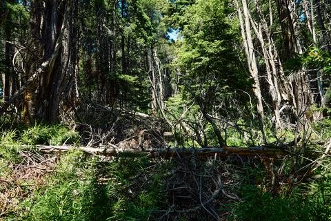 In the thicket of the wild forest. Stock Photos