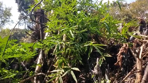 Thicket of Young Bamboo Trees in an Open Area Stock-Footage 341262860
