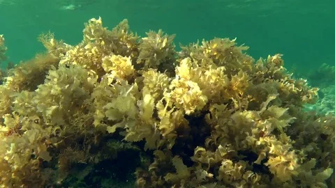The thickets of Brown algae (Sargassum sp.) on the stone Stock Footage