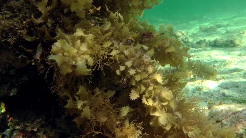 The thickets of Brown algae (Sargassum sp.) on the stone Stock Footage 73795151