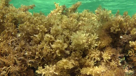 The thickets of Brown algae (Sargassum sp.) on the stone Stock Footage