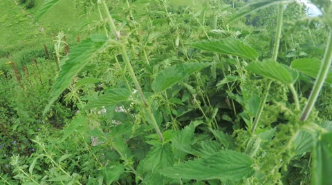 Thickets of cannabis in summer Video stock 61558094