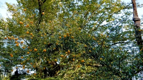 Thickets Of Citrus Trees With Ripe Fruit Mandarins On The Branches Stockbeeldmateriaal 102824232