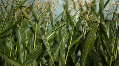 Thickets of Corn Video stock 67457071