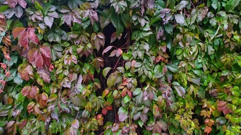 Thickets of dense leaves Stock Footage 318615740