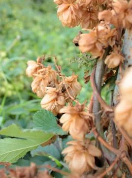 Thickets of dry hops Foto stock