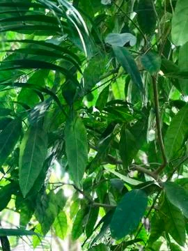 Thickets of ficus plants Stock-Fotos