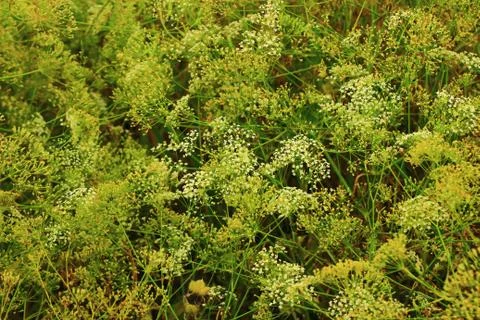 Thickets of flowering meadows Foto stock