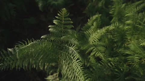 Thickets of forest fern Stock Footage 167909414