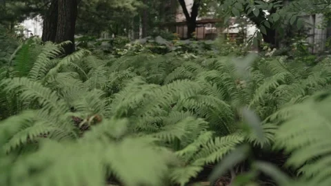 Thickets of forest fern Stock Footage 167909454