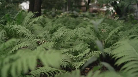Thickets of forest fern Stock Footage 167909488