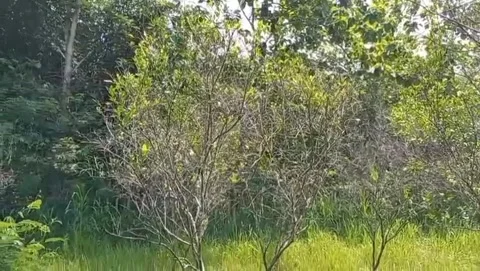 In the thickets full of light green grass grows abundantly. Stock Footage 324001362