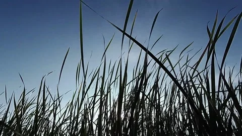 Thickets of grass sway in the wind Stock Footage 162516869