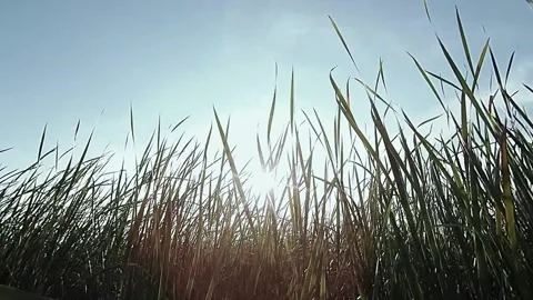 Thickets of grass sway in the wind Stock Footage 162516927