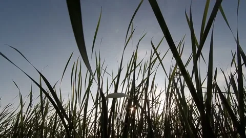 Thickets of grass sway in the wind Stock Footage 162517063