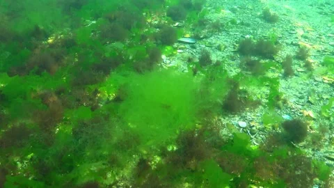 Thickets of green algae Cladophora, Enteromorpha, or Ulva, among which smal.. Stock Footage 326234315