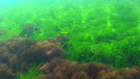 Thickets of green algae Enteromorpha or Ulva, among which grow tufts of the.. Stock Footage 326236449