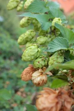 Thickets of green hops Stock Photos